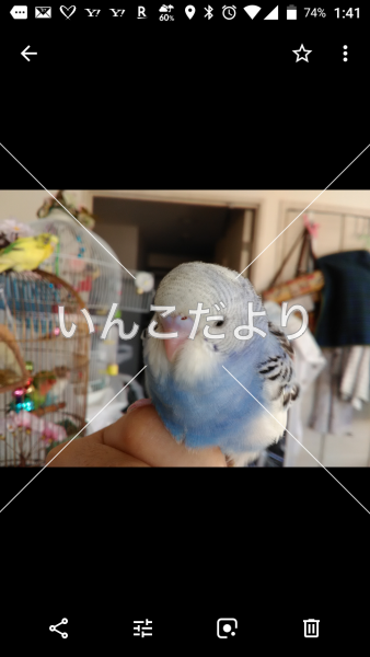 コメントの画像