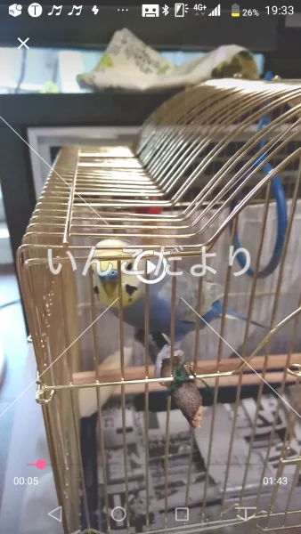 コメントの画像