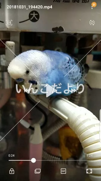 コメントの画像