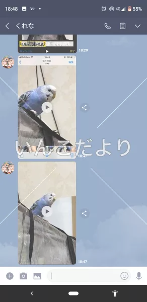 コメントの画像