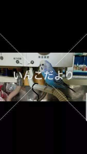 コメントの画像