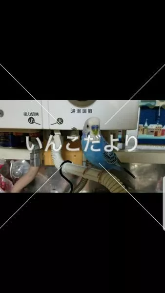 コメントの画像