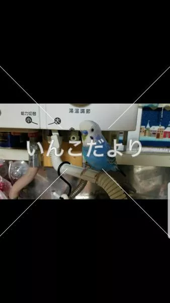 コメントの画像