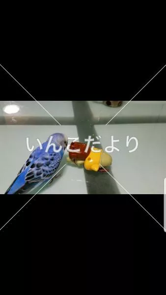 コメントの画像