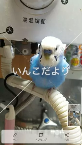 コメントの画像