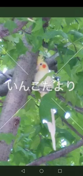 コメントの画像