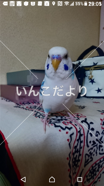 コメントの画像