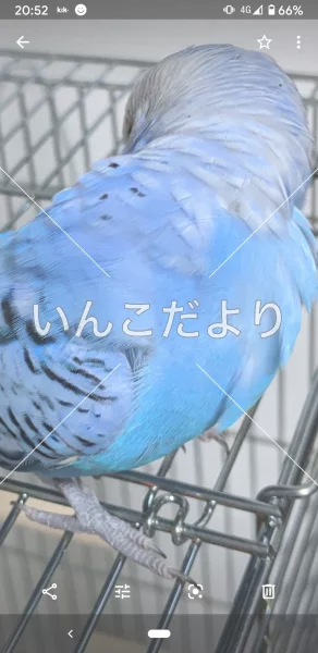 コメントの画像