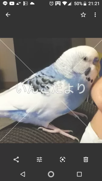 コメントの画像