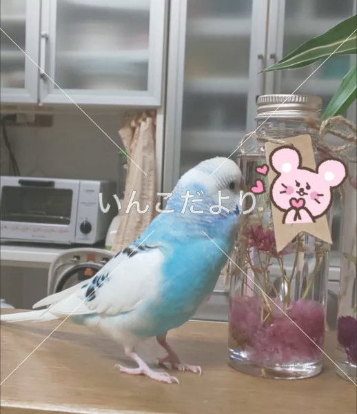 コメントの画像