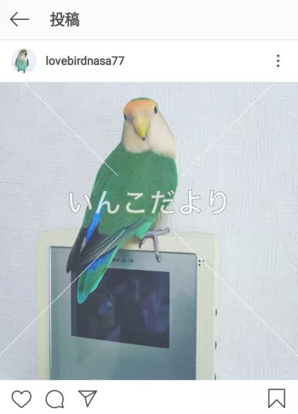 コメントの画像