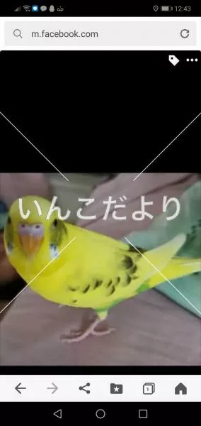 コメントの画像