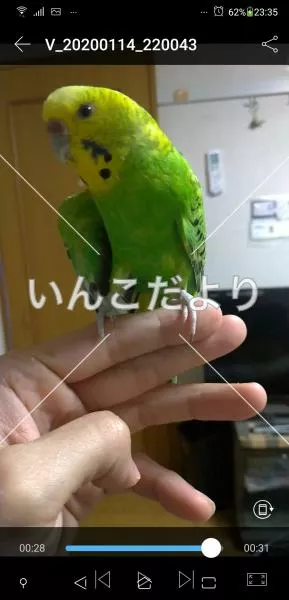 コメントの画像