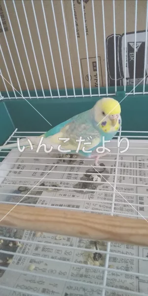 コメントの画像