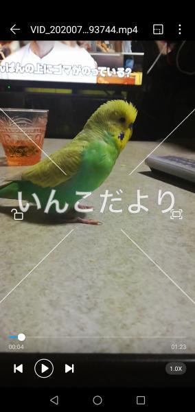 コメントの画像