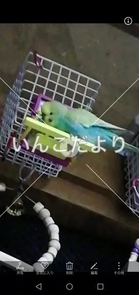 コメントの画像