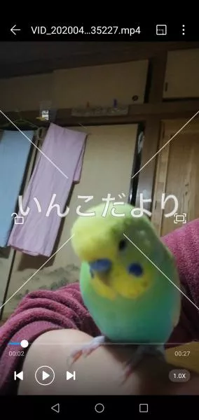 コメントの画像