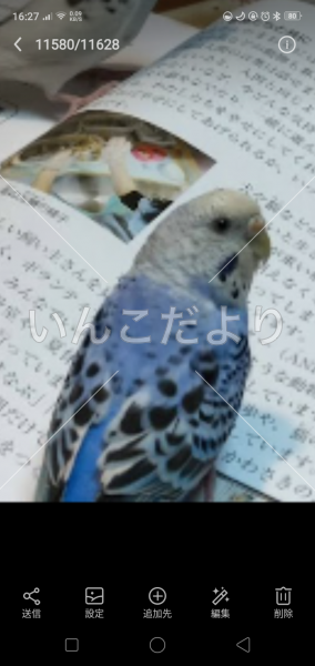 コメントの画像