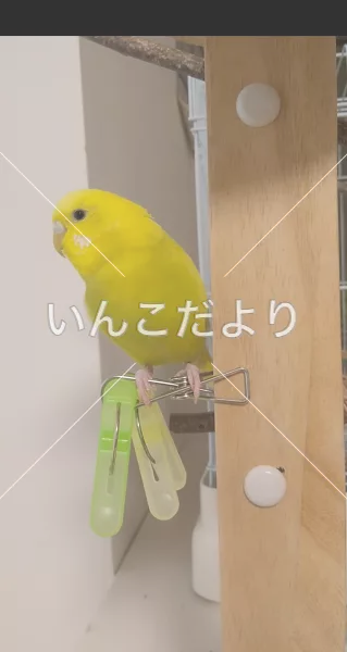 コメントの画像