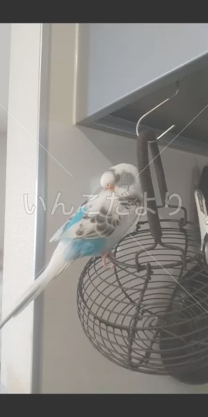 コメントの画像