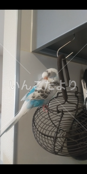 コメントの画像