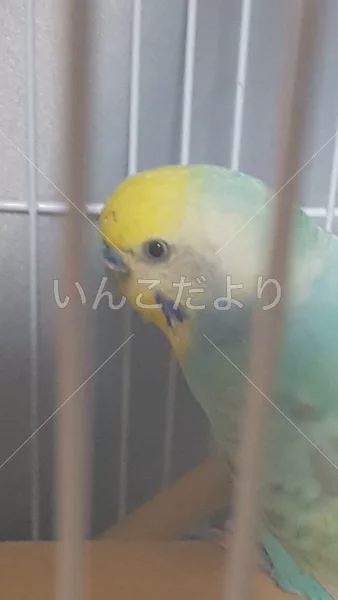 コメントの画像