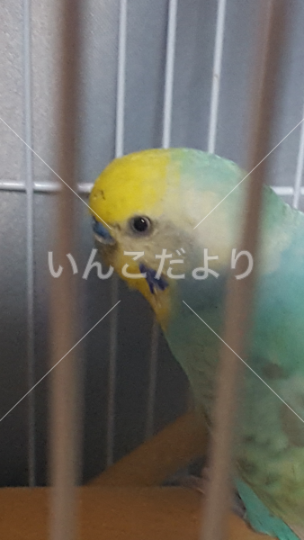 コメントの画像