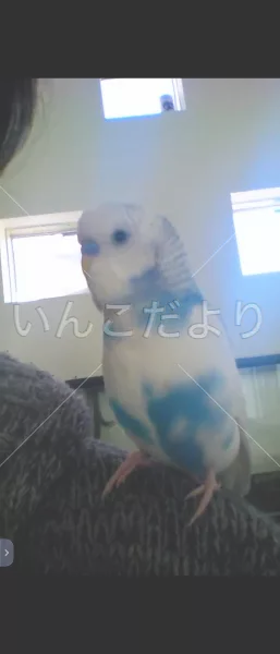 コメントの画像