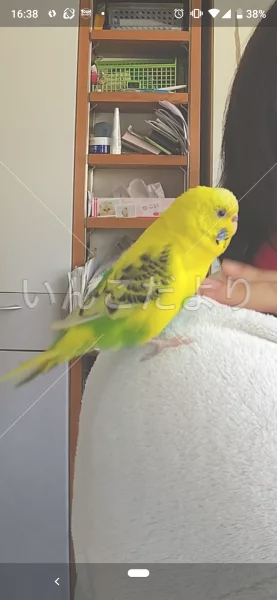 コメントの画像