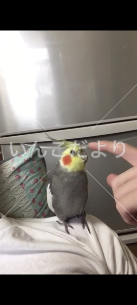 コメントの画像