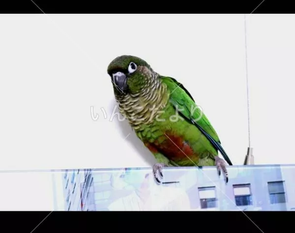 コメントの画像