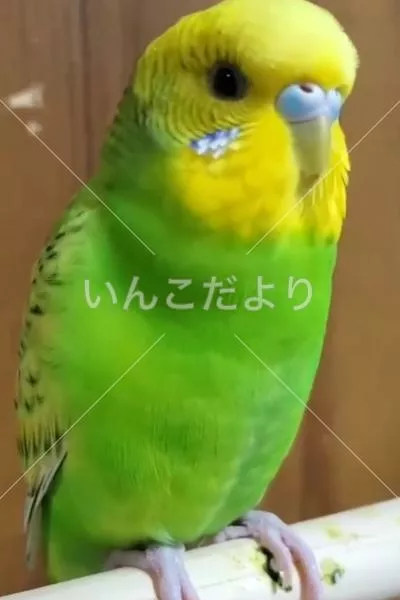 コメントの画像