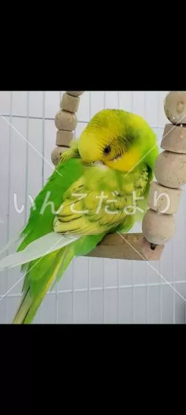 コメントの画像