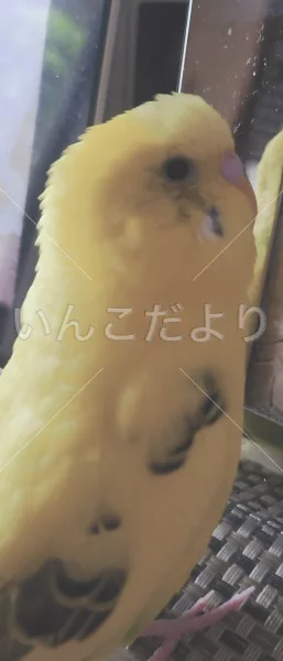 コメントの画像