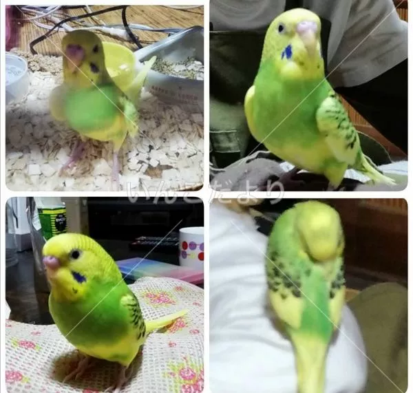 コメントの画像