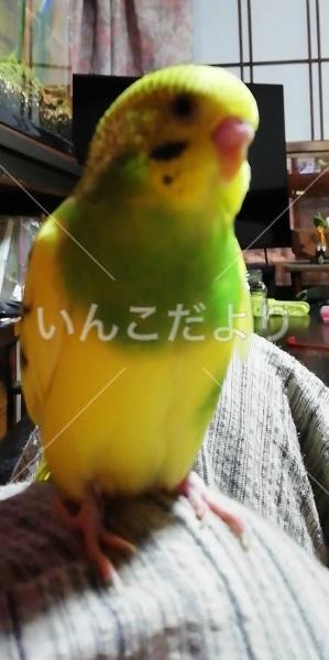 コメントの画像