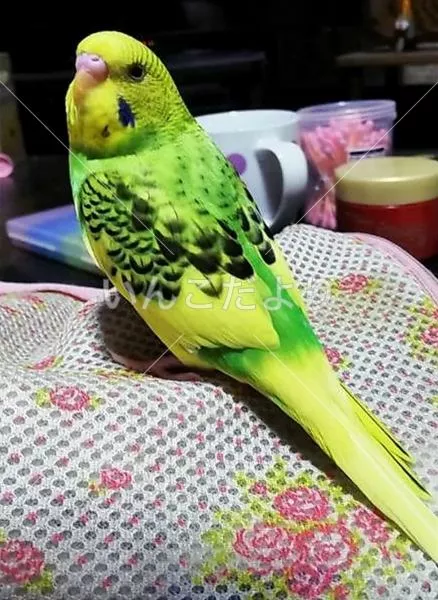 コメントの画像