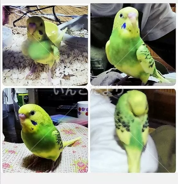 コメントの画像