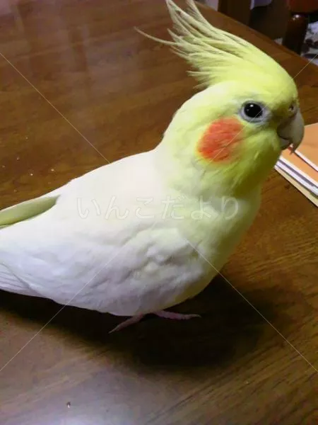 コメントの画像