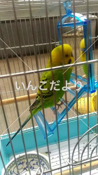 コメントの画像