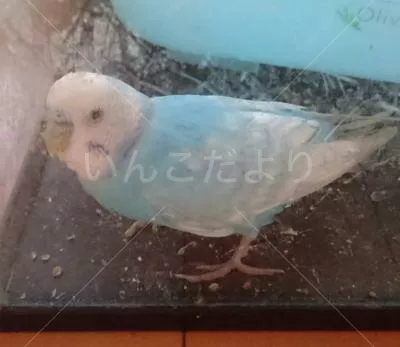 コメントの画像