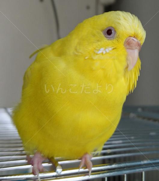 コメントの画像