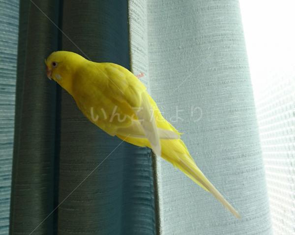 コメントの画像