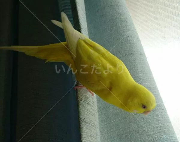 コメントの画像