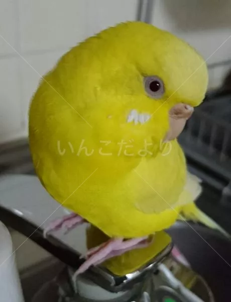 コメントの画像