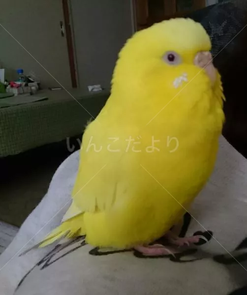 コメントの画像