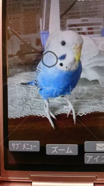 コメントの画像