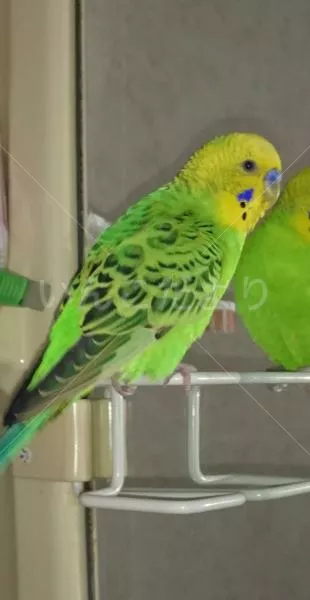 コメントの画像