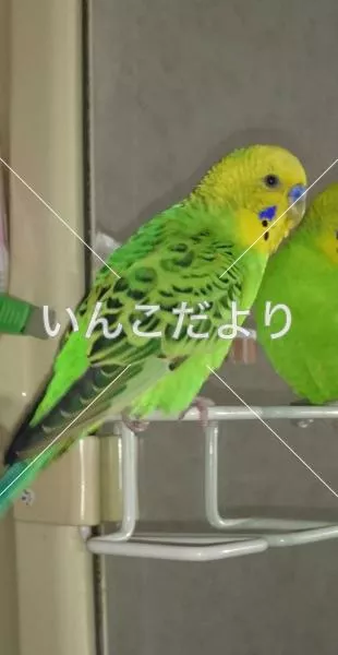 コメントの画像