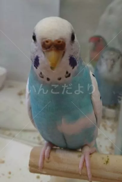 コメントの画像